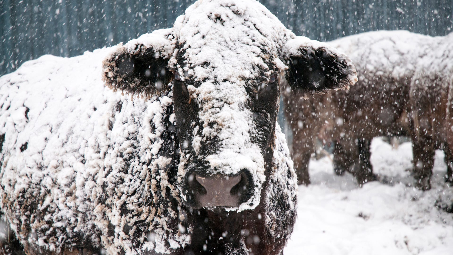Close-up of a snow-covered cow during active snowfall