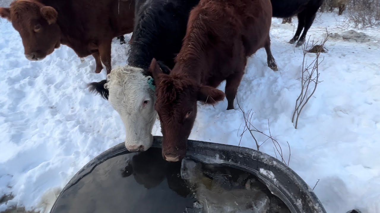 Black cattle gathered around a water trough in snowy Montana pasture
